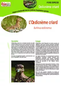 L’œdicnème criard