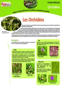 Les orchidées