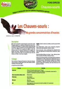 Les chauves-souris