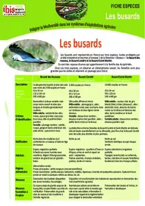 Les busards