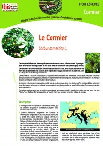 Le cormier