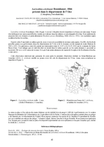 Laricobius erichsoni (Rosenhauer, 1846) présent dans le département de l’Oise