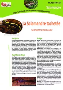 La salamandre tachetée