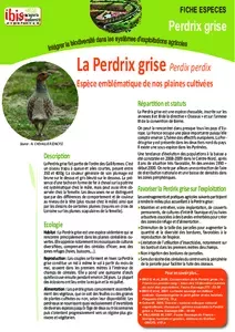 La perdrix grise (IBIS)