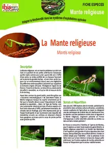 La mante religieuse