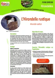 L'hirondelle rustique