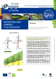 Entretien des arbres d'alignement