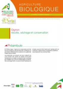 Oignon, récolte, séchage et conservation