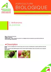 Anthonome du pommier en agriculture biologique