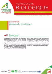 La lavande en agriculture biologique