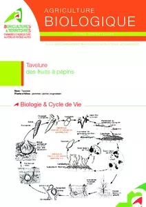 Tavelure des fruits à pépins