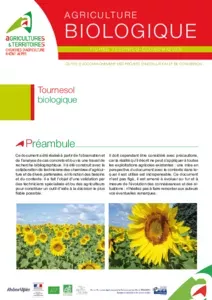 Tournesol biologique