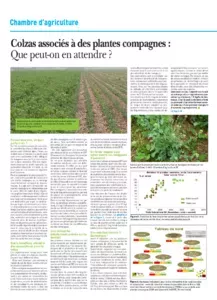 Colzas associés à des plantes compagnes