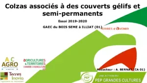 Colzas associés à des couverts gélifs et semi-permanents