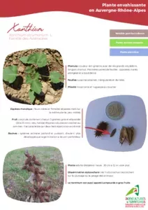 Fiche technique XANTHIUM, plante envahissante