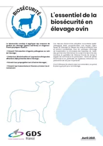 L’essentiel de la biosécurité en élevage ovin