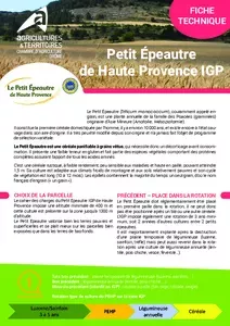 Fiche technique Petit Épeautre de Haute Provence IGP