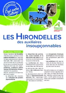 Les hirondelles, des auxiliaires insoupconnables