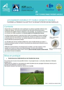 Les bandes double et faible densité en blé