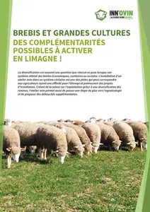 Brebis et grandes cultures , des complémentarités possibles à activer en Limagne