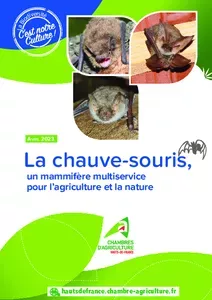 La Chauve-souris, un insecticide naturel