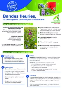 Bandes fleuries, un aménagement favorable pour la biodiversité