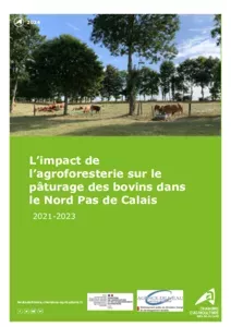 Impact de l'agroforesterie sur le paturage des bovins dans le Nord Pas de Calais