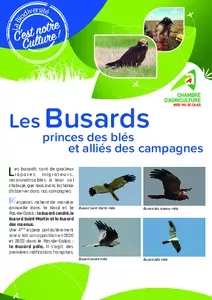 Les busards, princes des blés et alliés de nos campagnes