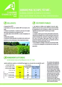 Sorgho multicoupe pâturé en Drôme et en Isère