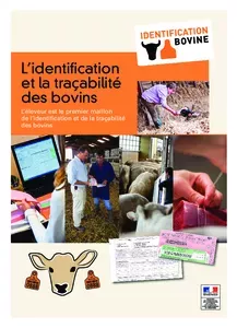 L'identification et la tracabilité des bovins