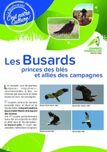 Les busards, princes des blés et alliés de nos campagnes