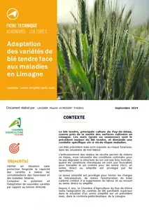 Adaptation des variétés de blé tendre face aux maladies en Limagne