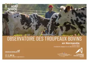 Observatoire des troupeaux bovins : les résultats annuels 2023