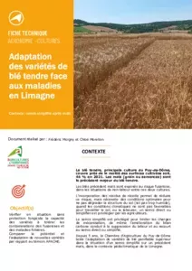 Adaptation des variétés de blé tendre face aux maladies en Limagne