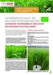 Les dérobées estivales : des solutions pour consolider son autonomie fourragère et implanter ses prairies plus facilement