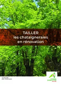 Tailler les chataigneraies en rénovation