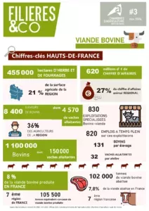 3 - 29/11/2024 - Filières & Co Viande Bovine de novembre 2024